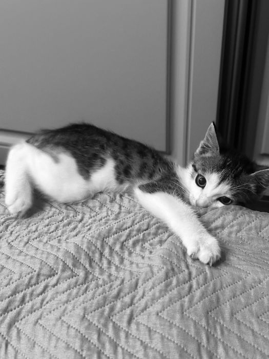 Котенок бесплатно