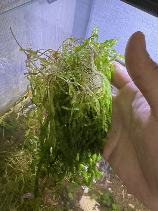 Анубиас растения аквариуное