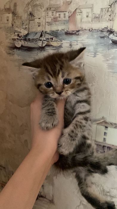 котёнок породистые