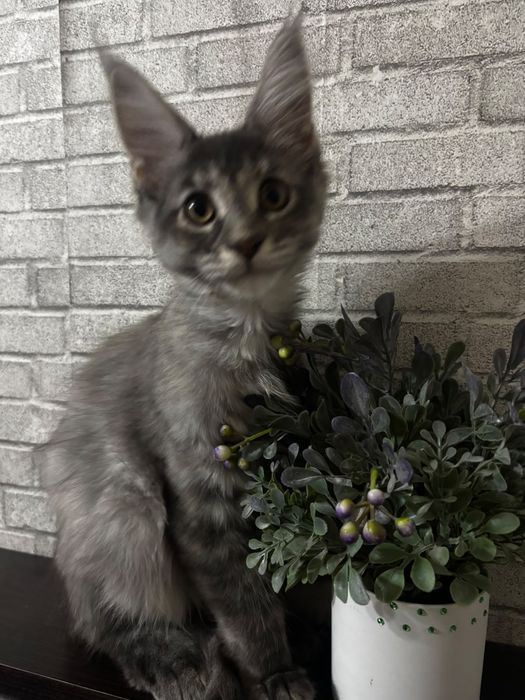 Котёнок породы Мейн-кун