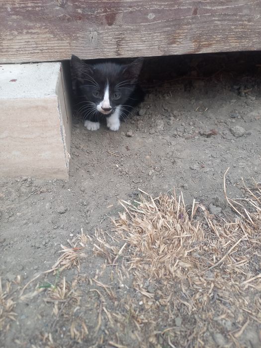 На добрые руки котенки