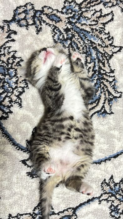 Отдадим котёнка в ответственные руки