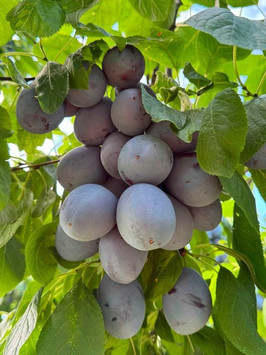 Vând prune pentru pălincă și GEM livram oriunde în țară pentru relații sunați la Nr de telefon 0727690256