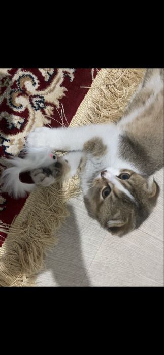 Котенок мальчикк