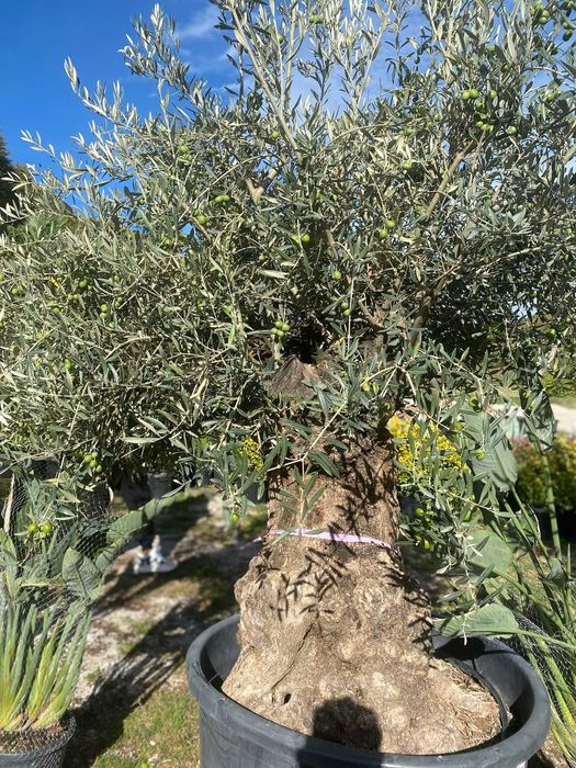 Maslin Secular Oleea Europaea
