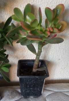 продам денежное дерево