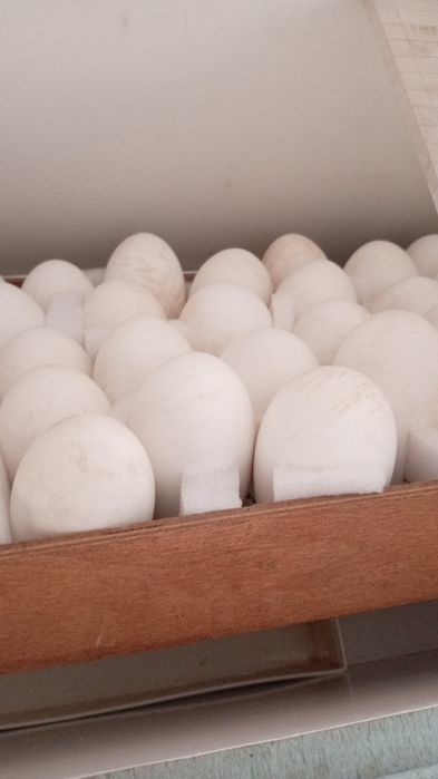 Продам инкубационных яица