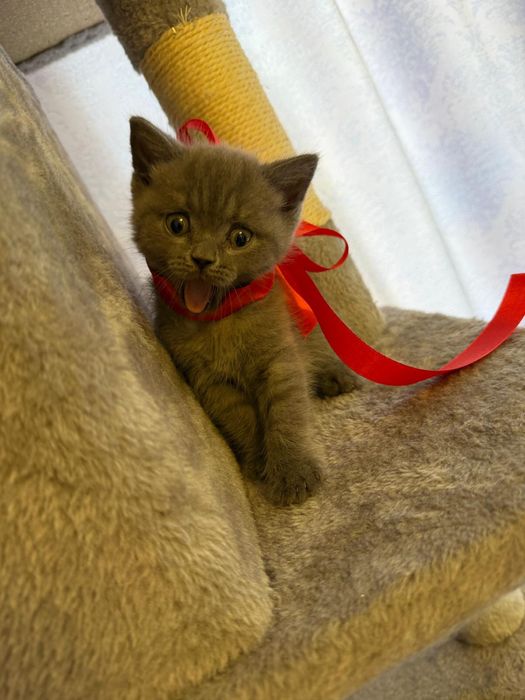 Pisici british foarte jugausi