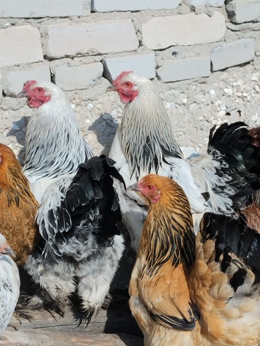 Продам петухов Светлая  Брама