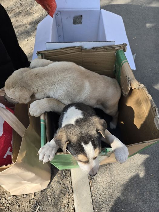 Продам не дорого