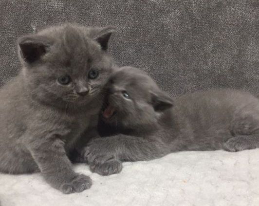 Британские котята чистокровные