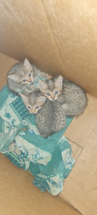 Котята. Примерно 1.5мес.
