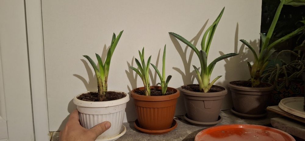 Алое ,,Столетник,,