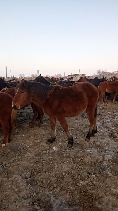 Лошади) кунан, байтал.