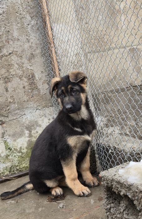 Чистокровные щенки овчарки