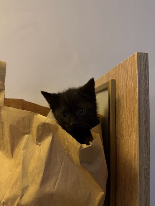 Котят в добрые руки