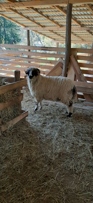 Berbecuți de vânzare