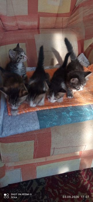 Отдам котят бесплатно