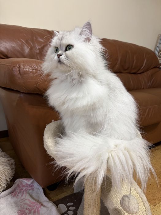 Персийски котенца , цвят сребърна чинчила