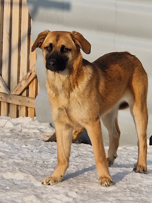 Щенки в поиске дома