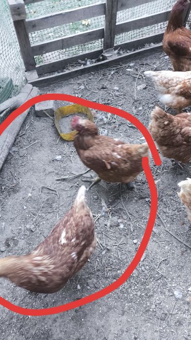 Продам куриц ломан Браун 7 штук