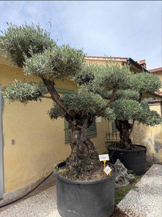 Plante ornamentale