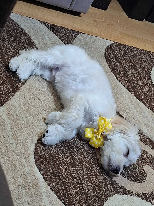 Vand pui bichon 6 luni