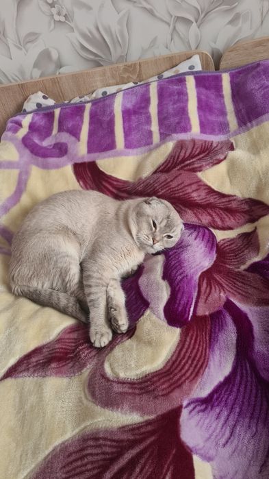 Шотландский вислоухий