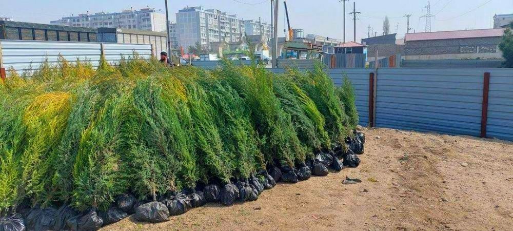 Сасна элдарски  ва зелёный забор учун арча