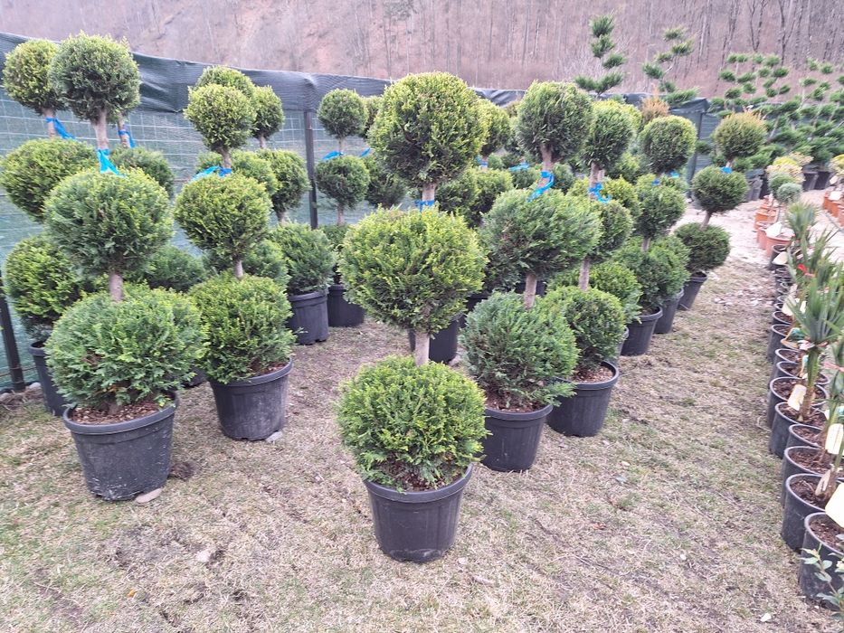 Vând plante ornamentale tuia spiral măslin palmieri mestecân tuia spir