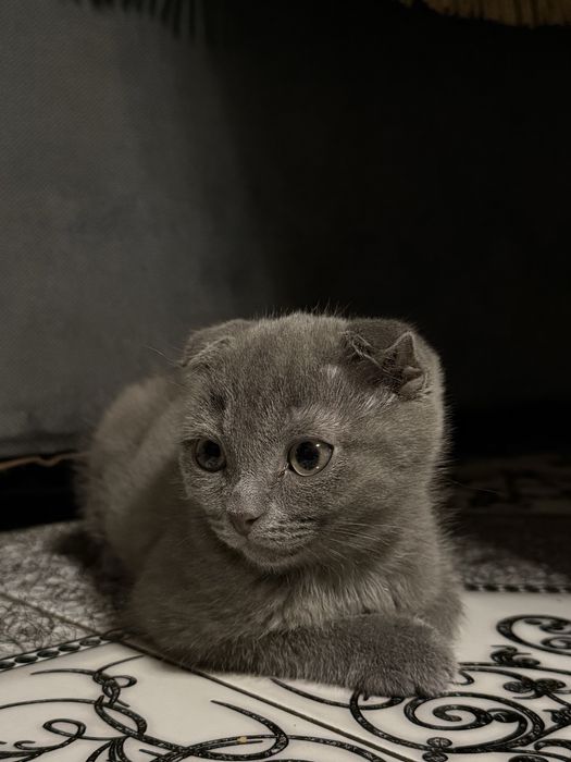 Продается шотладнский котенок