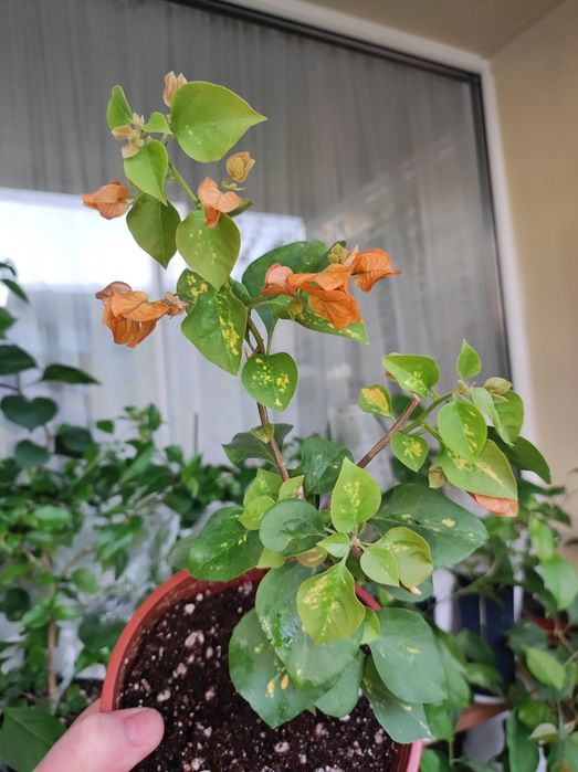 Бугенвилию продам