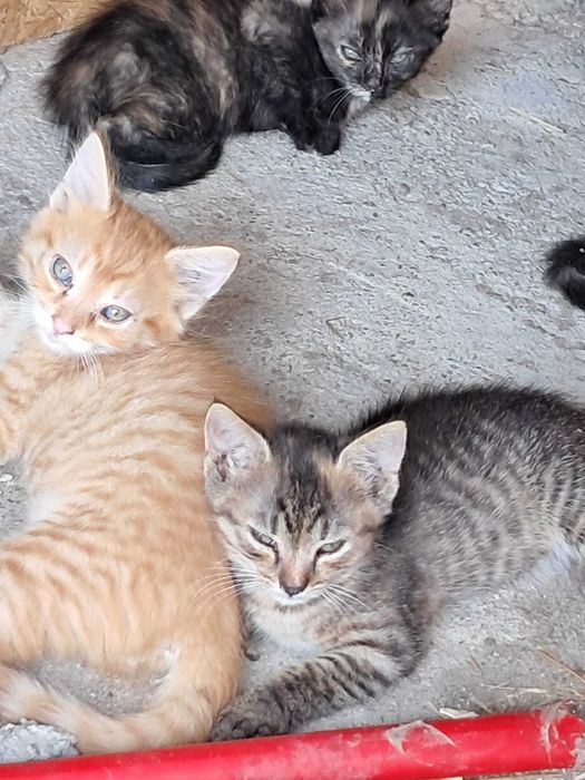 4 pisoi spre donatie