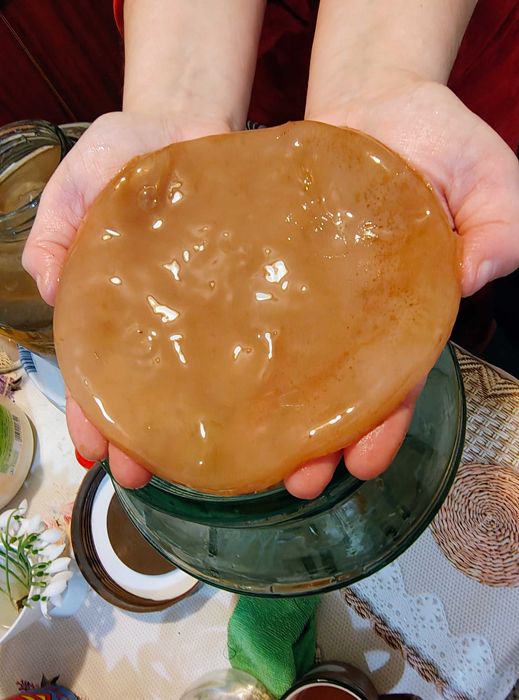Kombucha starter si ciuperca cultura
