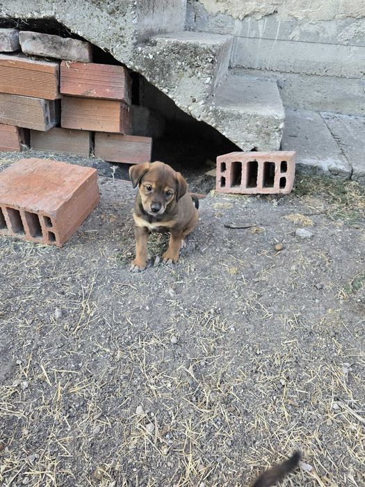 Подарявам Кученца