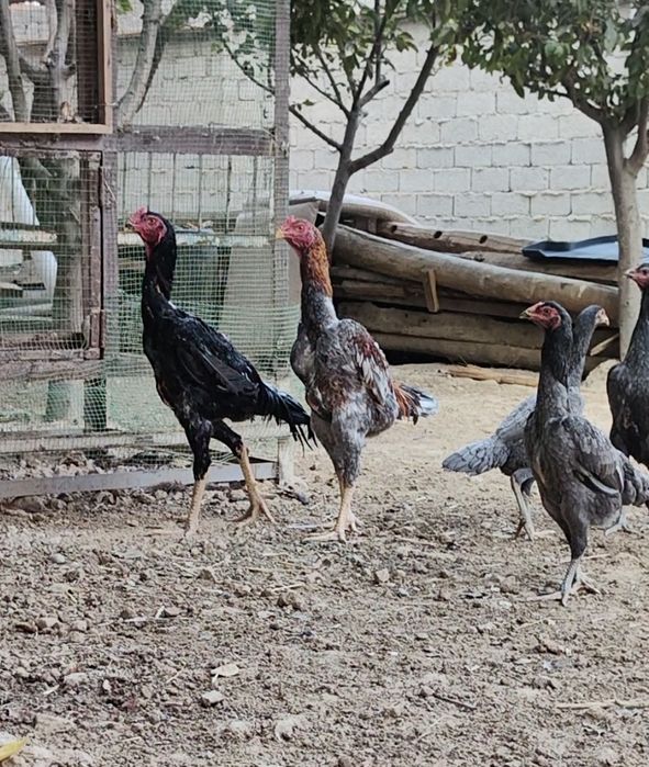 100 тали тоза ШАМО дакан тухумлари ва жужалари сотилади