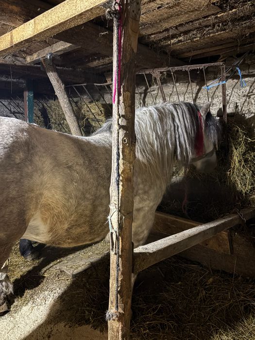 De vanzare armasar cuminte,se probeaza cum doreste clientul
