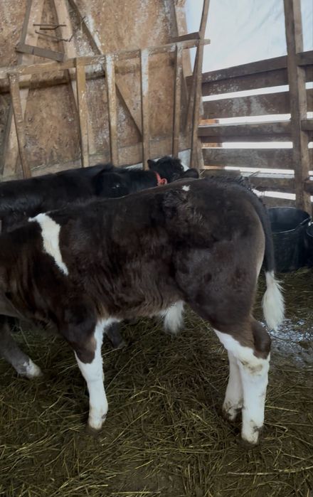 Vand 4 Vitei intarcati pentru crescut ! Exemplare frumoase,