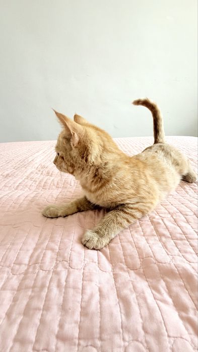 Котенок бесплатно