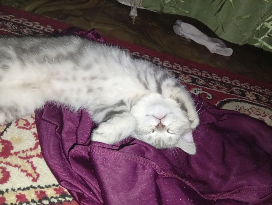 Шотландский прямоухо