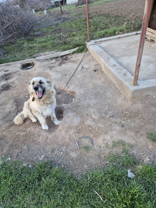 Подарявам куче, мелес с каракачанско