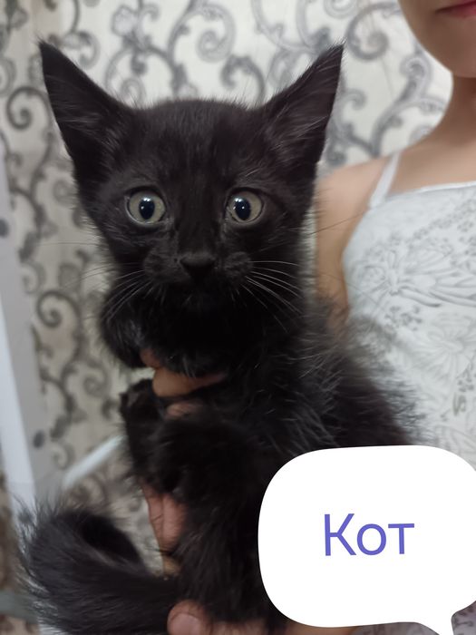 Котята 2 месяца..