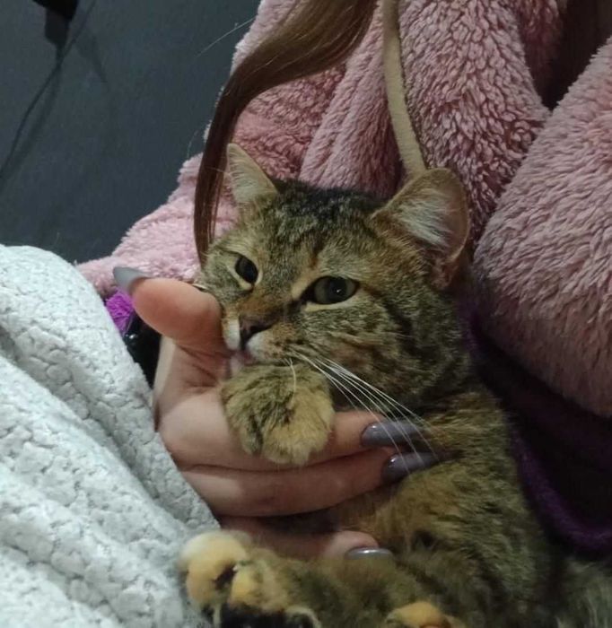 Молоденькая кошечка ищет семью!