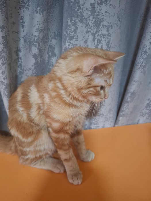 Котенок 4 месяца