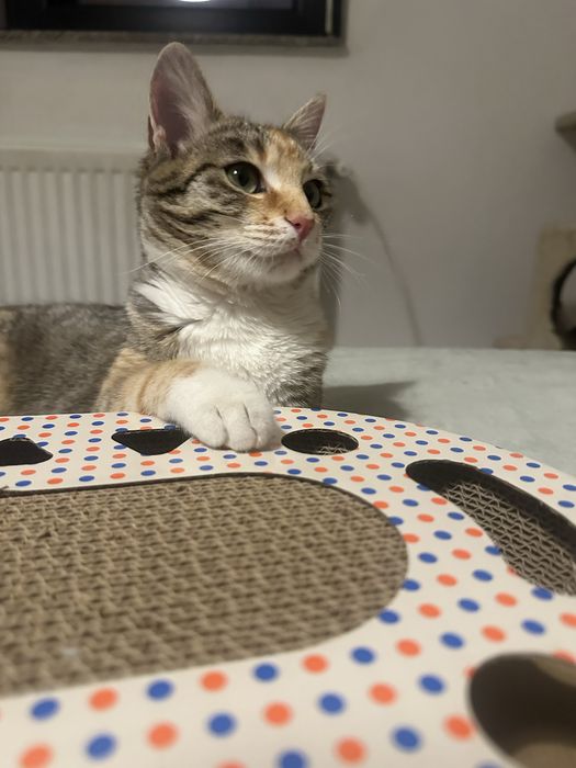 Pisicuta Calico cauta casuta