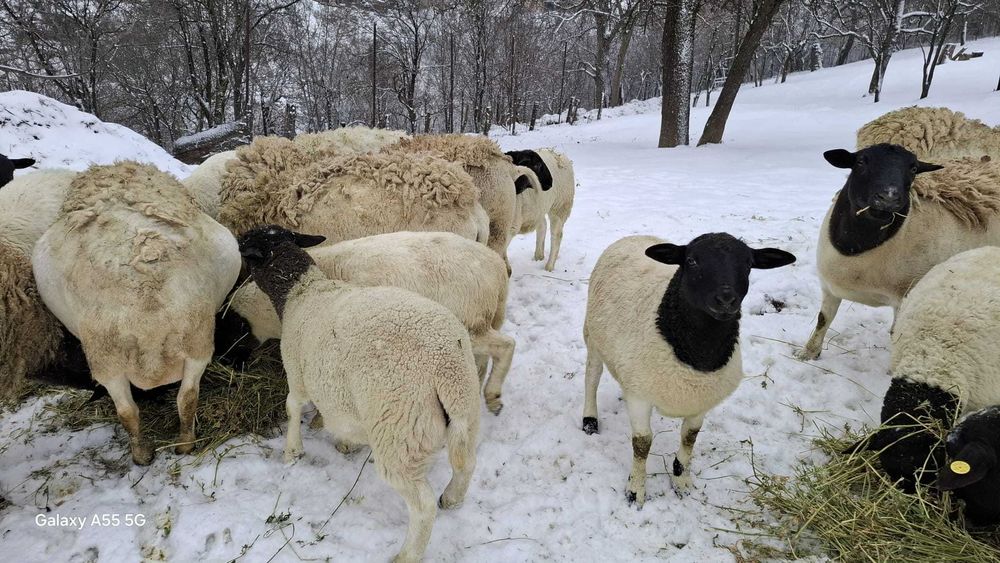 Miei Dorper :berbecuti si mielute