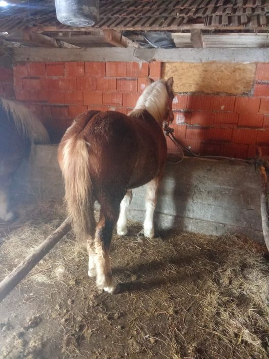 Vindem o manza frumoasa manza este grea este sarga cu coamele albe