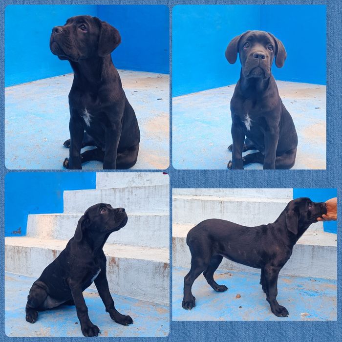 Продаётся щенок Кане-корсо