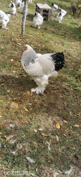 Brahma Columbia HD