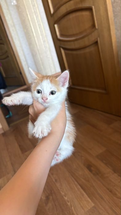 Отдам котенка в добрые руки